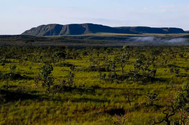 Cerrado brasileiro perdeu 28% da vegetação nativa em 40 anos