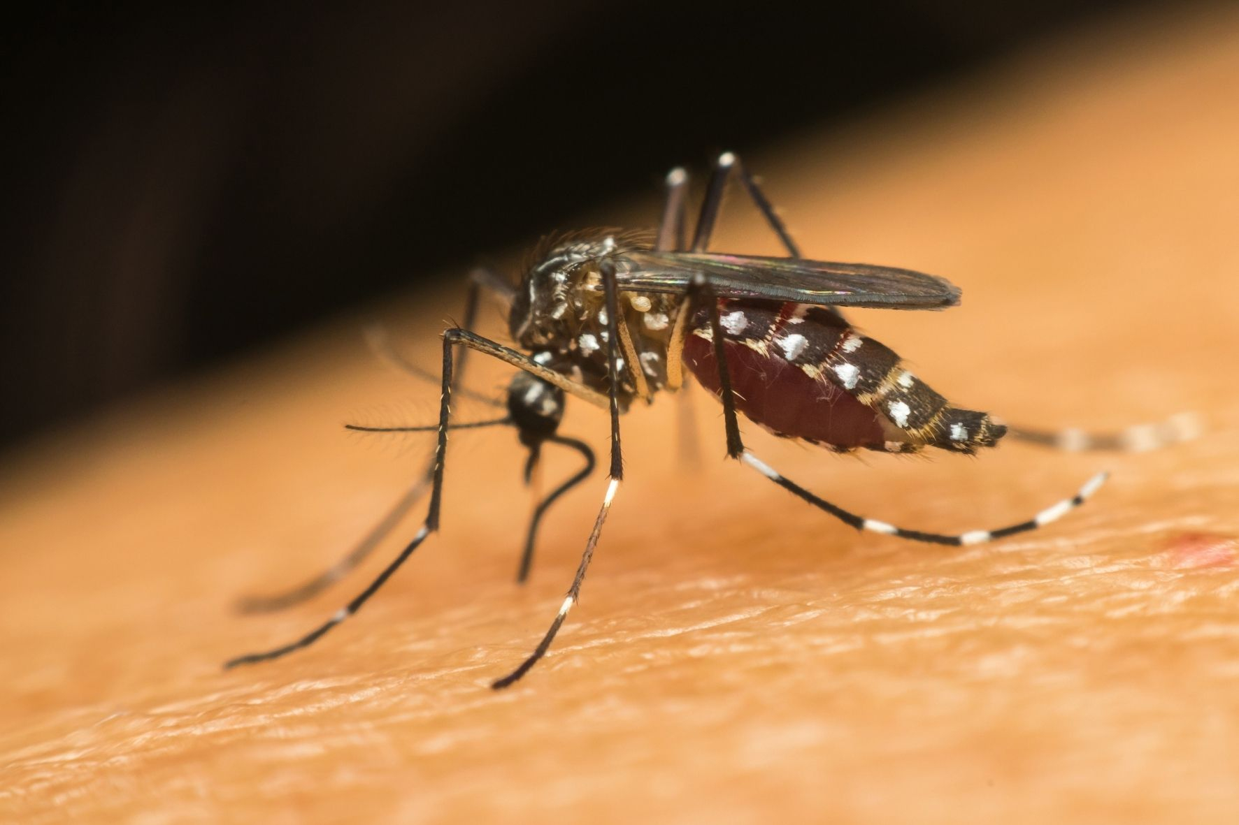 Vacina da dengue: o que muda após suspensão do imunizante do Butantan?